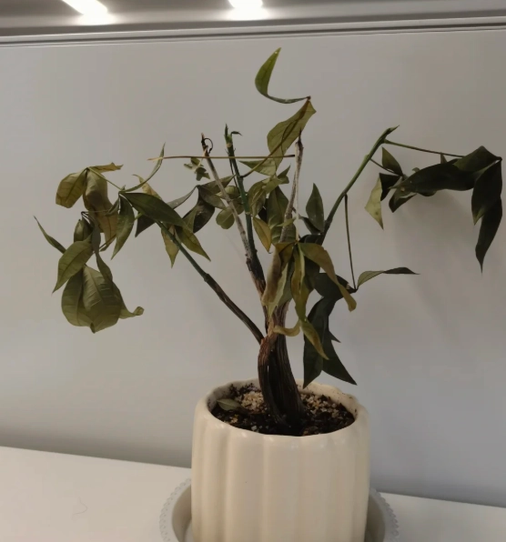 植物急救方法 植物急救方法