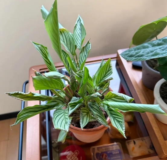 植物病害診斷 植物病害診斷