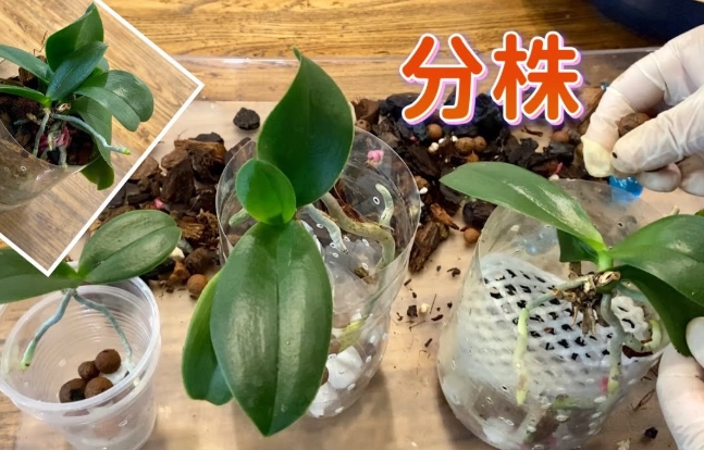 蝴蝶蘭分株技巧