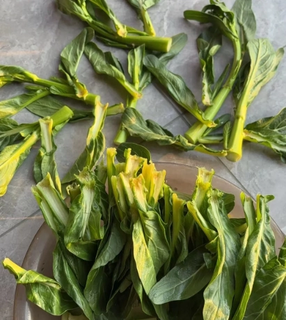 菜心變黃原因 菜心變黃原因