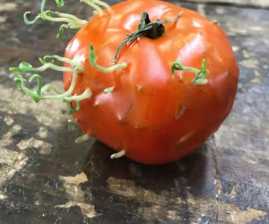 番茄發芽處理方法 番茄發芽處理方法