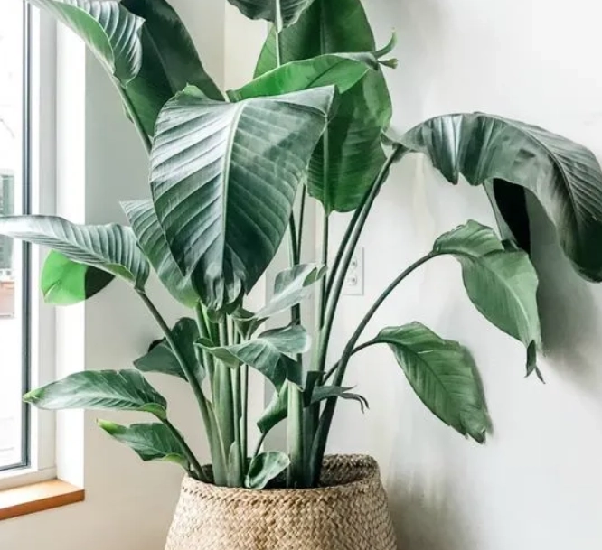 適合室內的大型植物 適合室內的大型植物