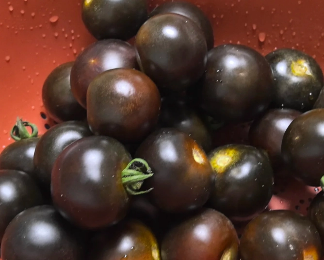 黑柿番茄栽培季節