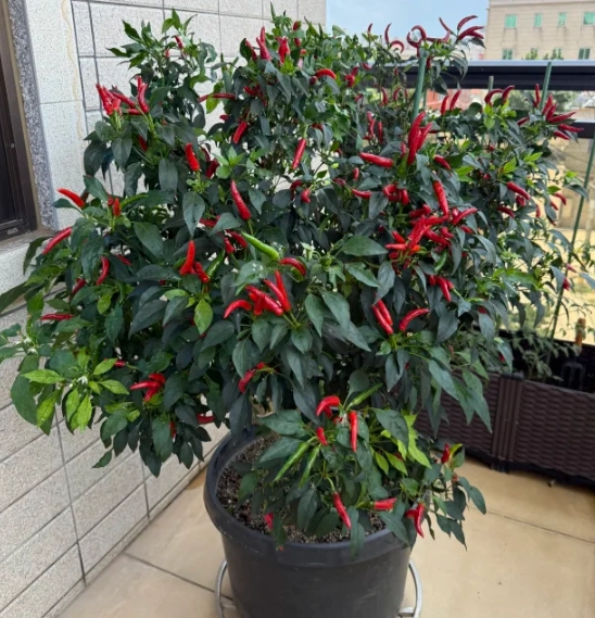 盆栽辣椒照顧 盆栽辣椒照顧