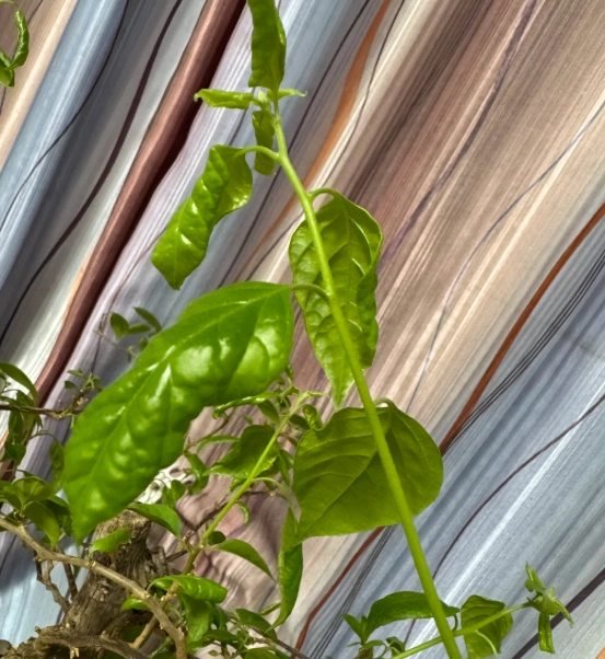 葉子捲曲原因 葉子捲曲原因