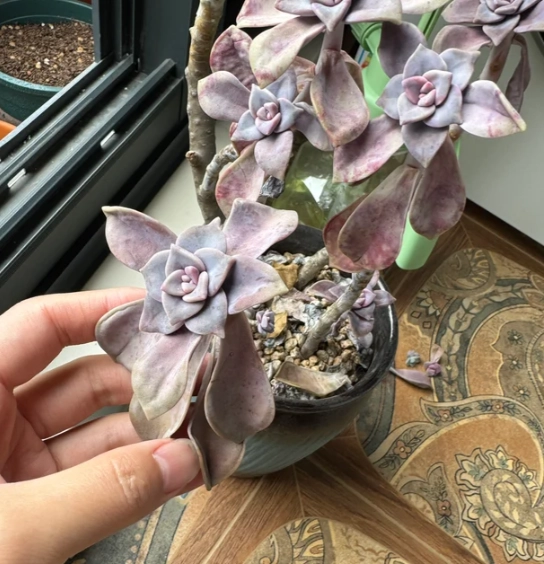 多肉植物養護技巧 多肉植物養護技巧