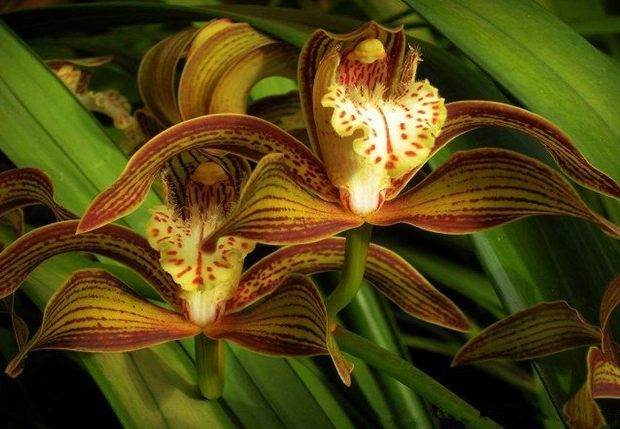 虎尾蘭開花