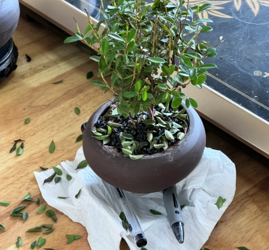 掉葉子處理方法