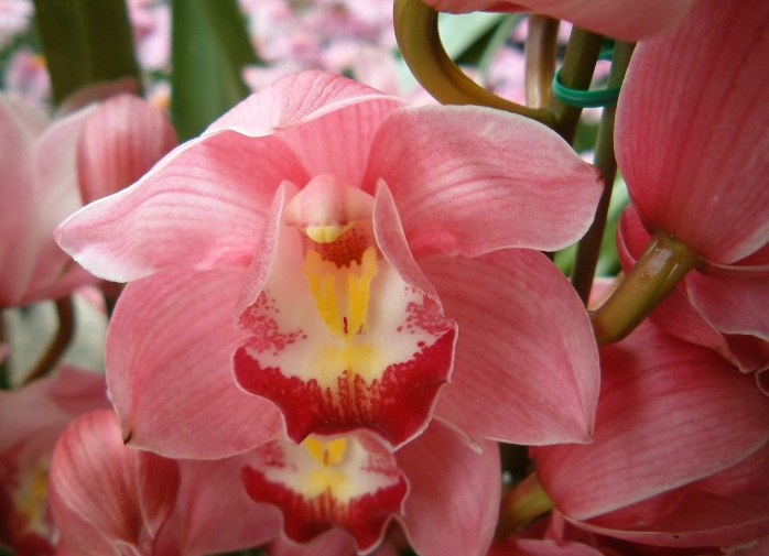 虎頭蘭照顧技巧