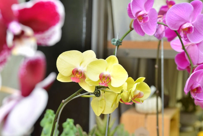 蘭花養護技巧 蘭花養護技巧