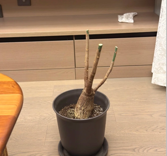 發財樹修剪時間