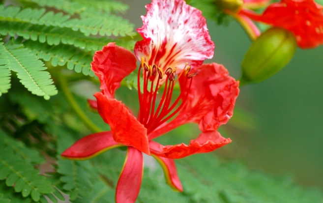 紅色花樹種類 紅色花樹種類