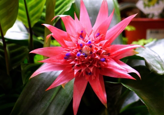 觀賞鳳梨種植方法 觀賞鳳梨種植方法