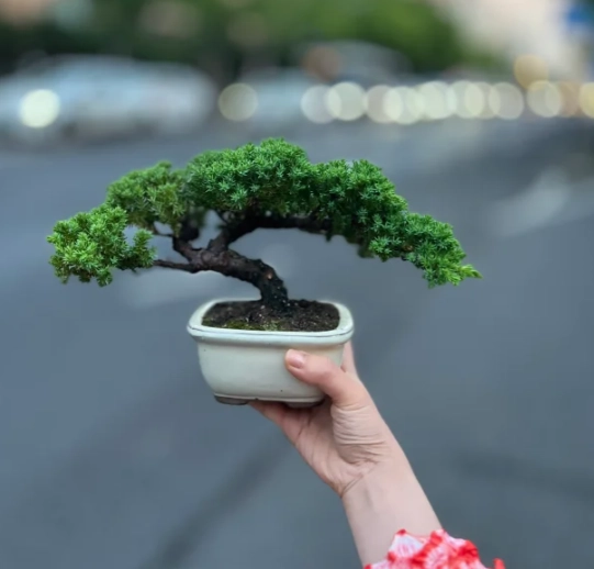 珍珠柏照顧方法