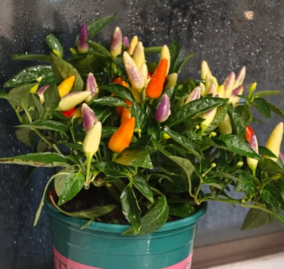 辣椒植物壽命延長 辣椒植物壽命延長