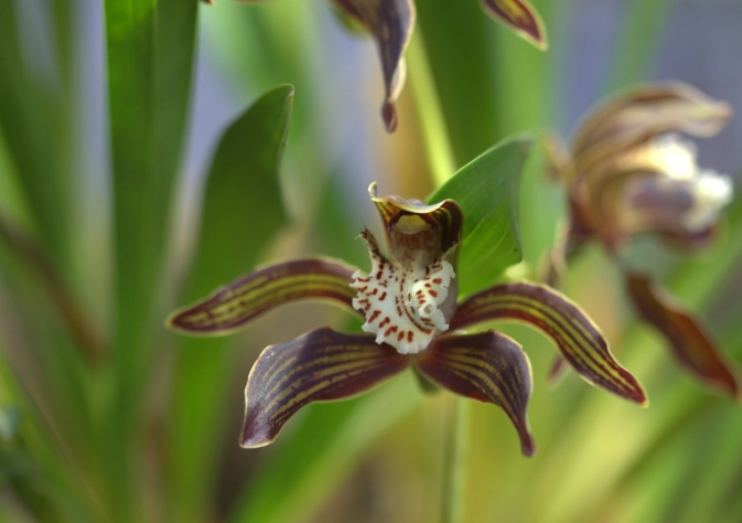 虎尾蘭開花條件