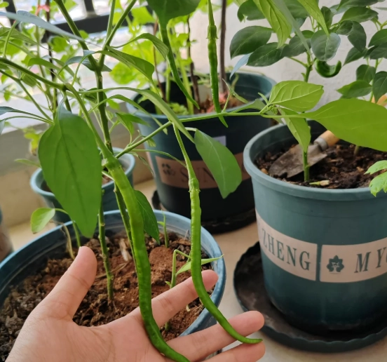 辣椒植物壽命延長 辣椒植物壽命延長
