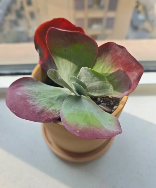 多肉植物養護技巧 多肉植物養護技巧