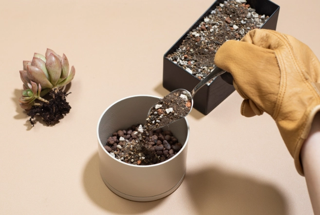 多肉買回來處理