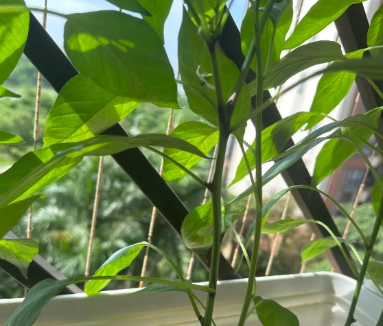 辣椒摘心好處 辣椒摘心好處