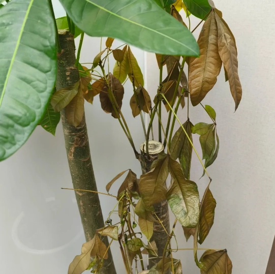 盆栽枯萎原因 盆栽枯萎原因