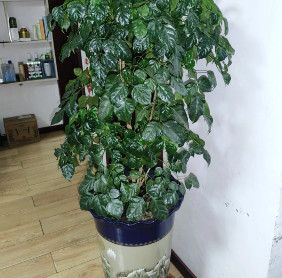 菜豆樹養護 菜豆樹養護