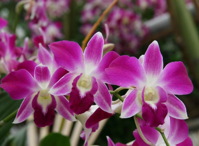 台灣蘭花品種 台灣蘭花品種