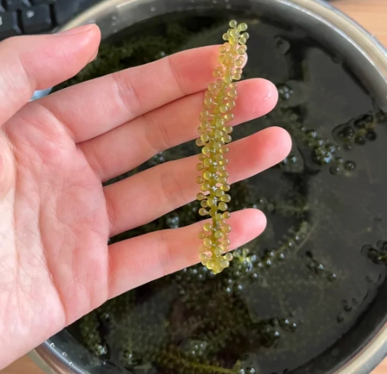 海葡萄 食用方法 海葡萄 食用方法