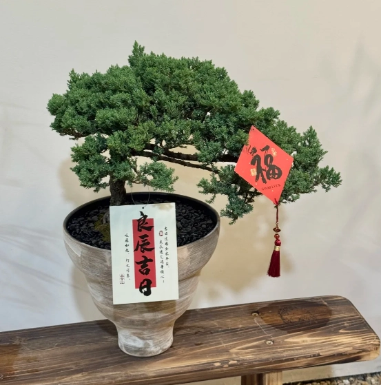 珍珠柏常見問題