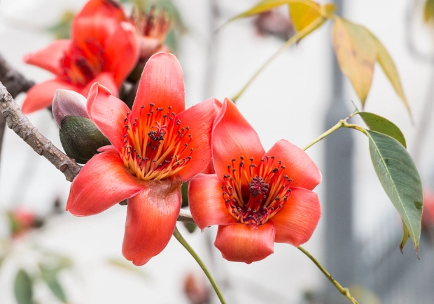 紅色花樹種類 紅色花樹種類