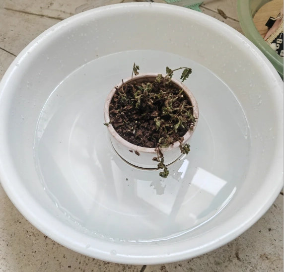 植物復活方法 植物復活方法