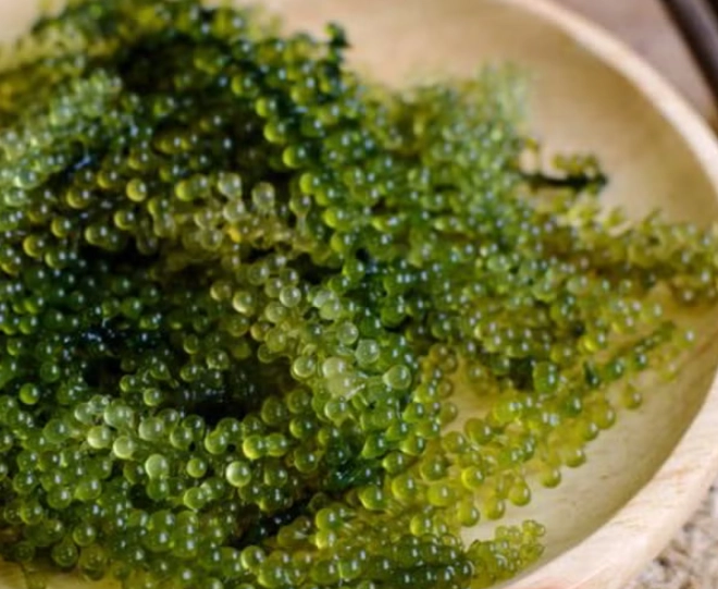 海葡萄營養 海葡萄營養