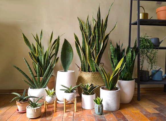 室內耐陰植物推薦