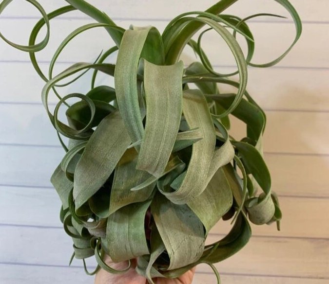 空氣鳳梨電捲燙養護 空氣鳳梨電捲燙養護