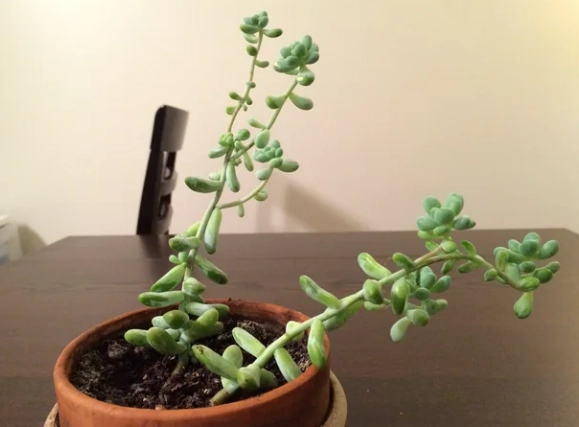 多肉倒了原因 多肉倒了原因