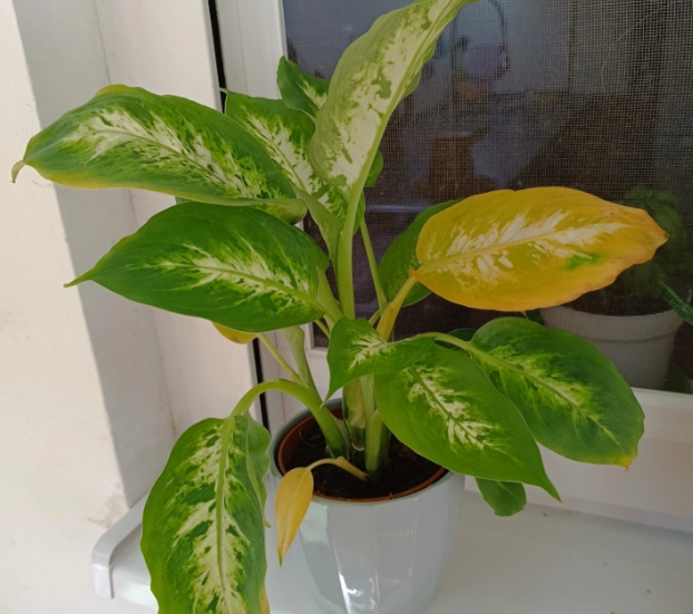 黛粉葉葉子黃化