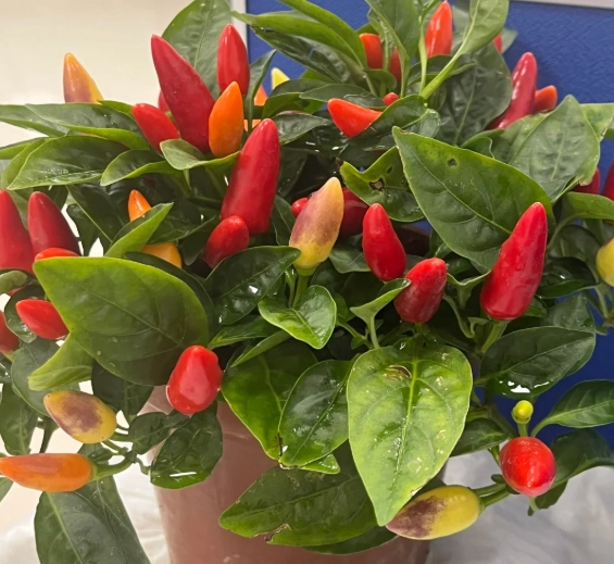 盆栽辣椒照顧 盆栽辣椒照顧