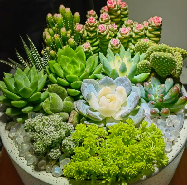 多肉植物佈置 多肉植物佈置