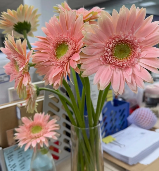 粉色菊花象征 粉色菊花象征