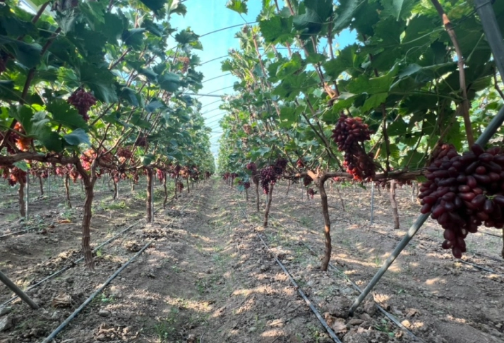 葡萄生長要求 葡萄生長要求