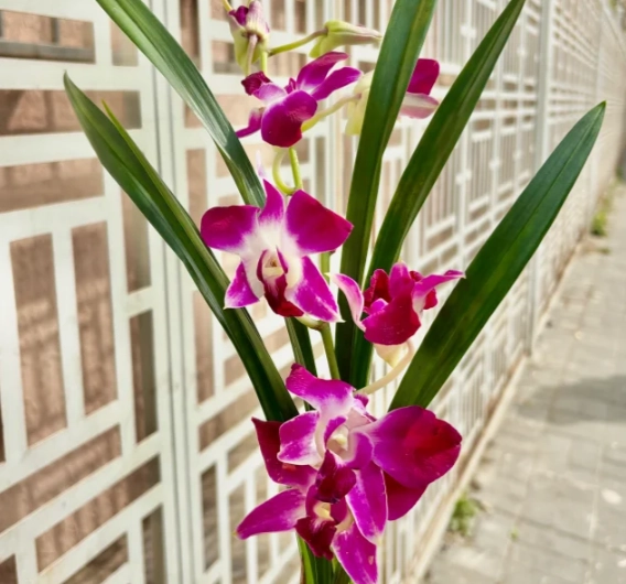 台灣蘭花品種 台灣蘭花品種