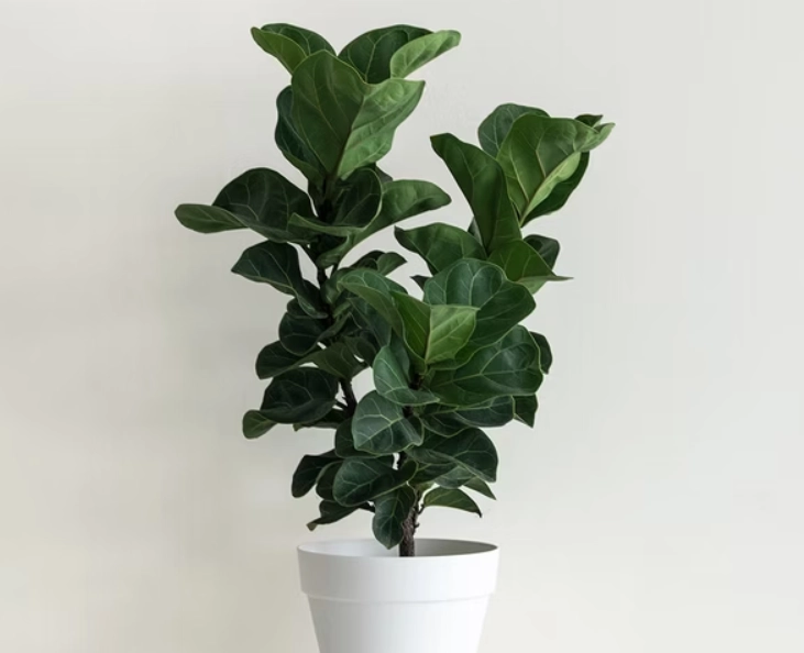 室內大型植物 室內大型植物