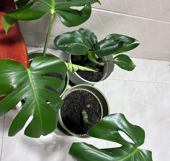 植物葉子捲起來處理 植物葉子捲起來處理