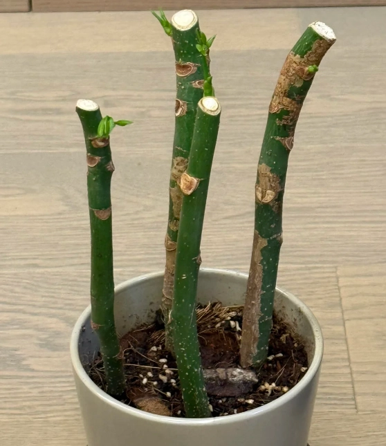 發財樹修剪方法