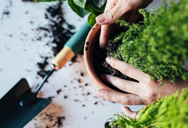 盆栽養護技巧