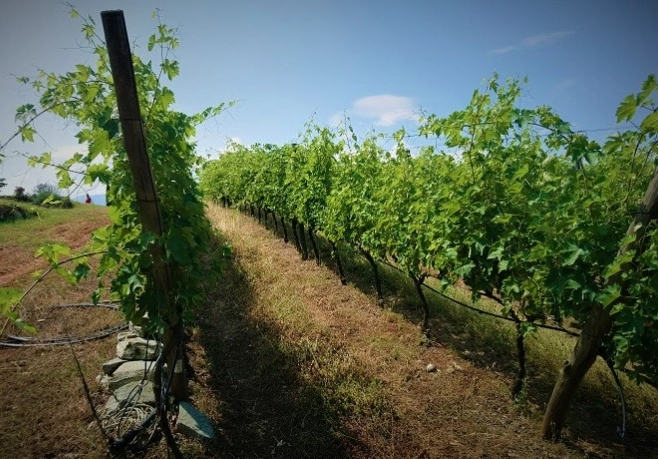 葡萄生長要求 葡萄生長要求