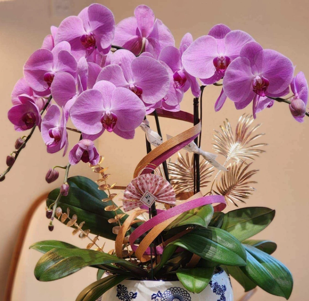 蝴蝶蘭品種介紹 蝴蝶蘭品種介紹