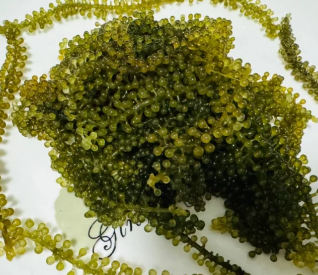 乾燥海葡萄 營養 乾燥海葡萄 營養