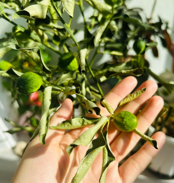 葉子邊緣捲曲原因