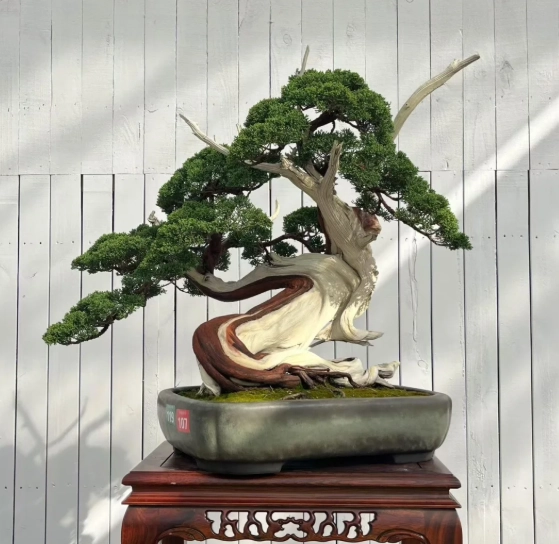 真柏盆景造型 真柏盆景造型